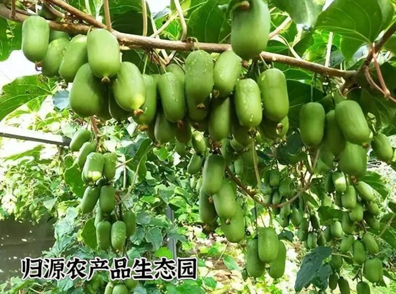 软枣猕猴桃