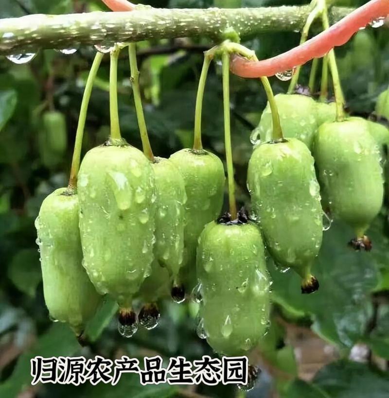 软枣猕猴桃