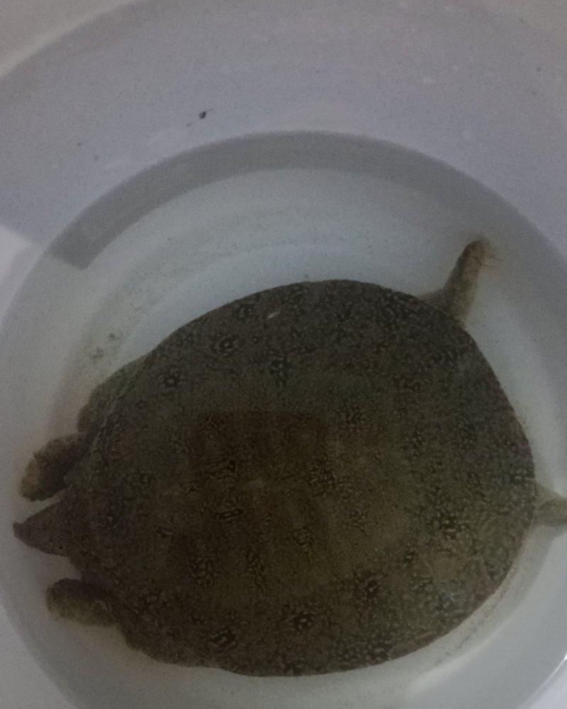 甲鱼