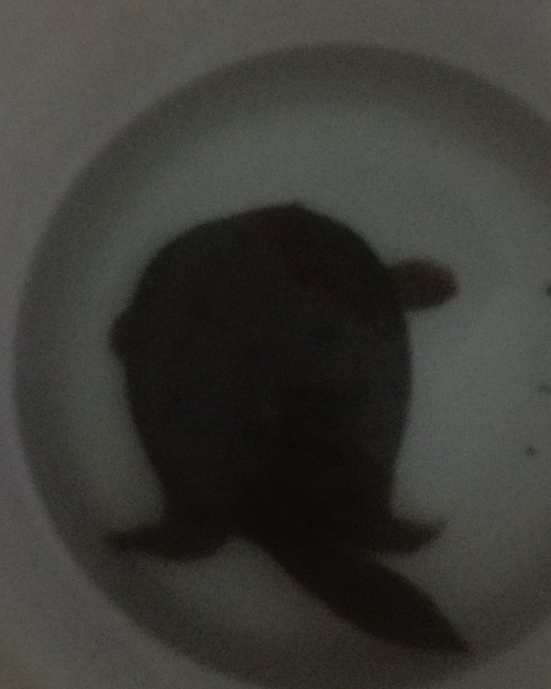 甲鱼
