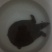 甲鱼