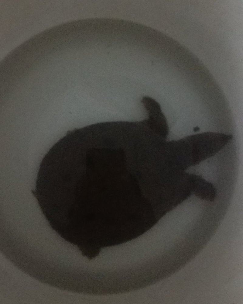 甲鱼