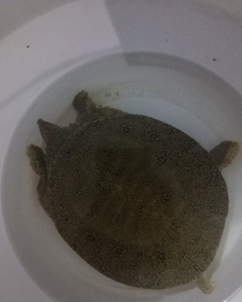 甲鱼