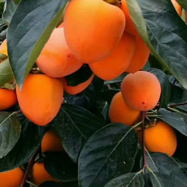 陕西富平柿饼
