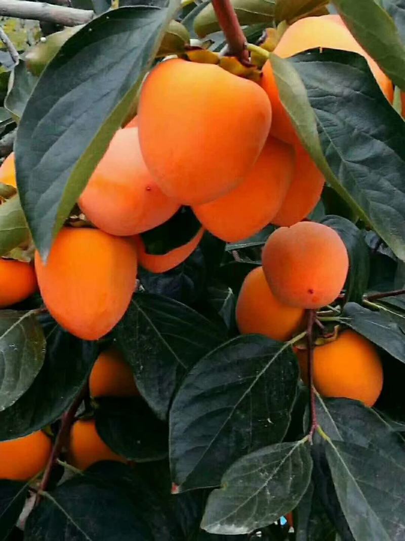 陕西富平柿饼
