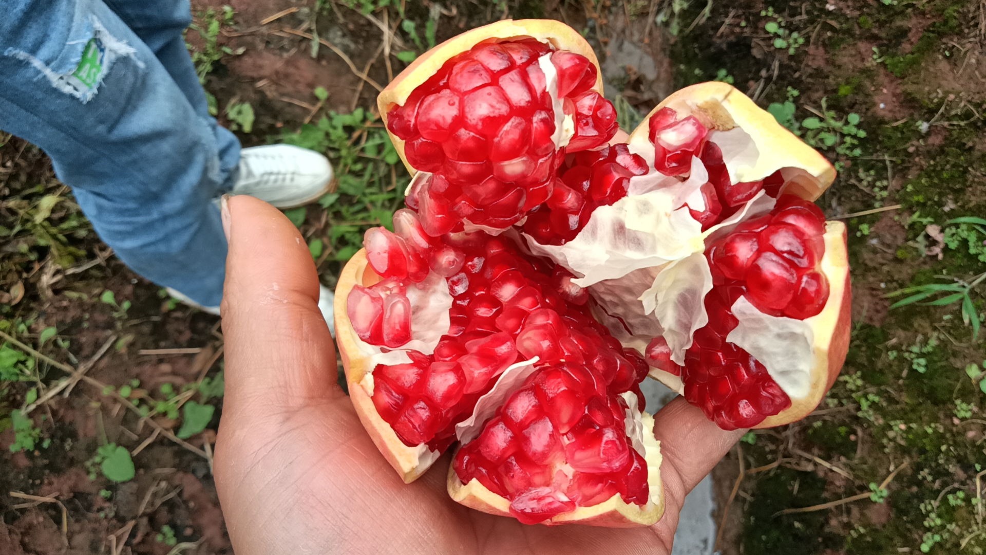 一张高清特写图展示干燥的会理石榴壳,表面呈红褐色,质地坚硬 石榴壳特写