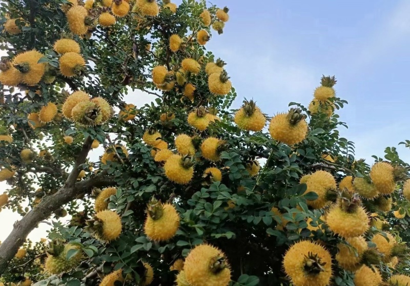 贵州原生态刺梨