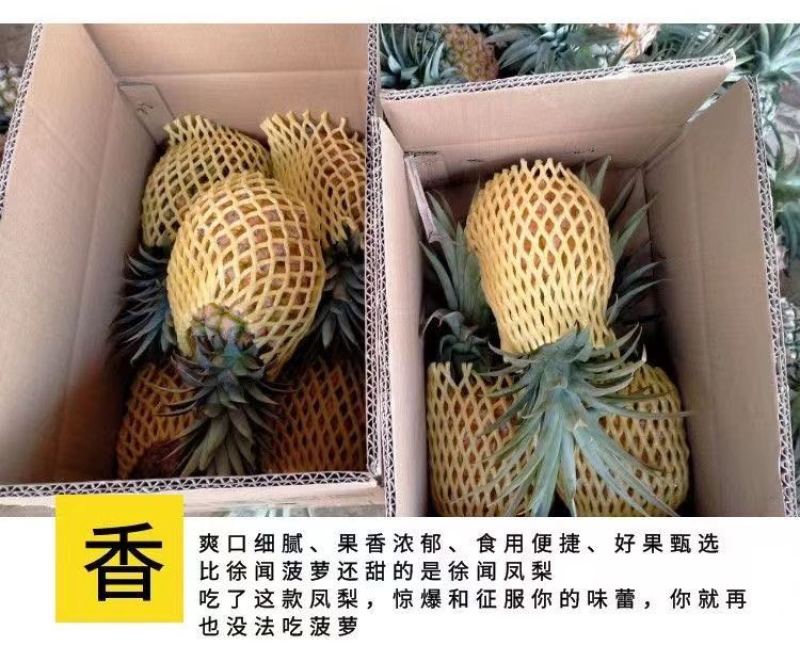 源头产地正宗金钻凤梨