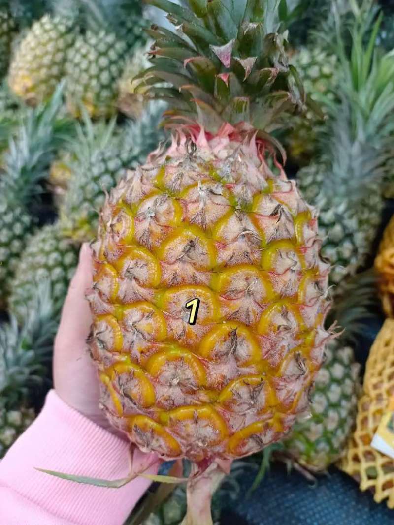 源头产地正宗金钻凤梨