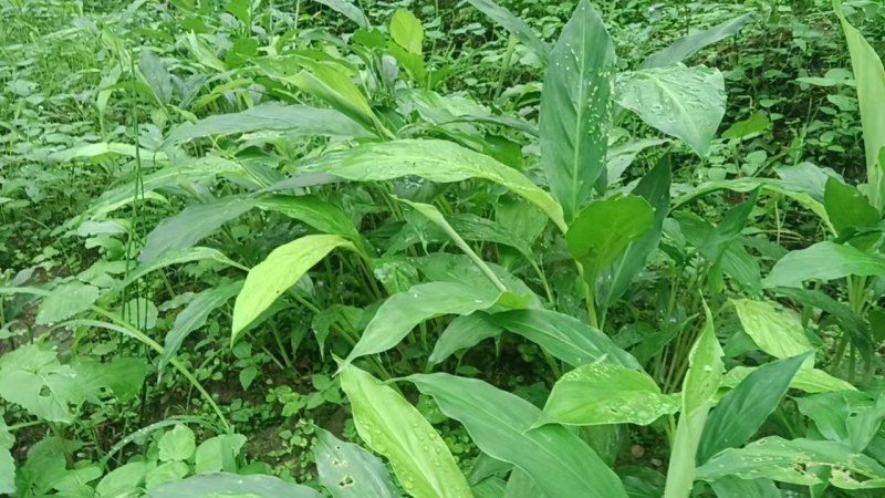 草果苗