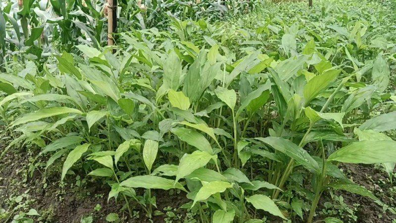 草果苗
