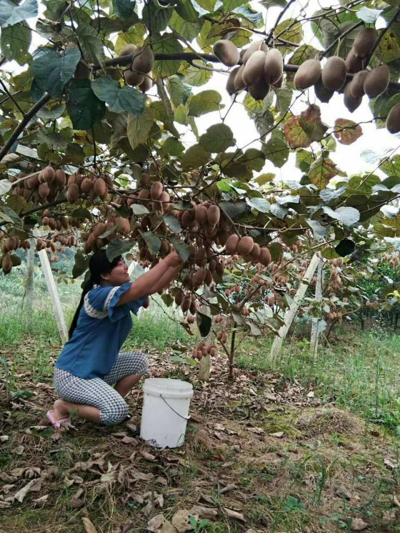 （推荐）***猕猴桃种植基地千万亩优质米良1号原产地