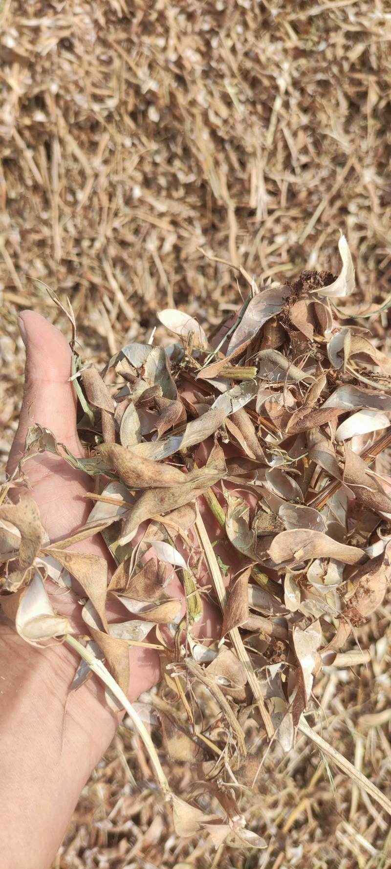 大豆秸秆，豆荚皮