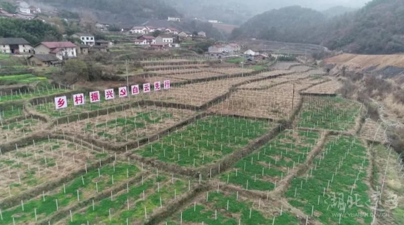 堰云岭红心，黄心猕猴桃