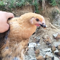 跑山鸡