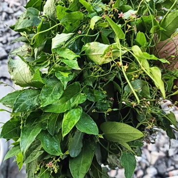 刺梨鲜果