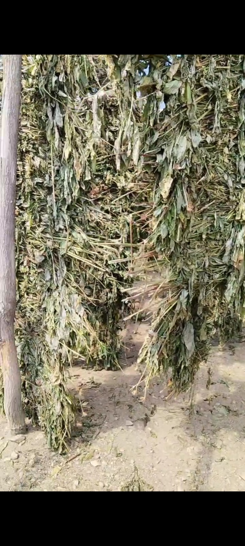 人参茎叶