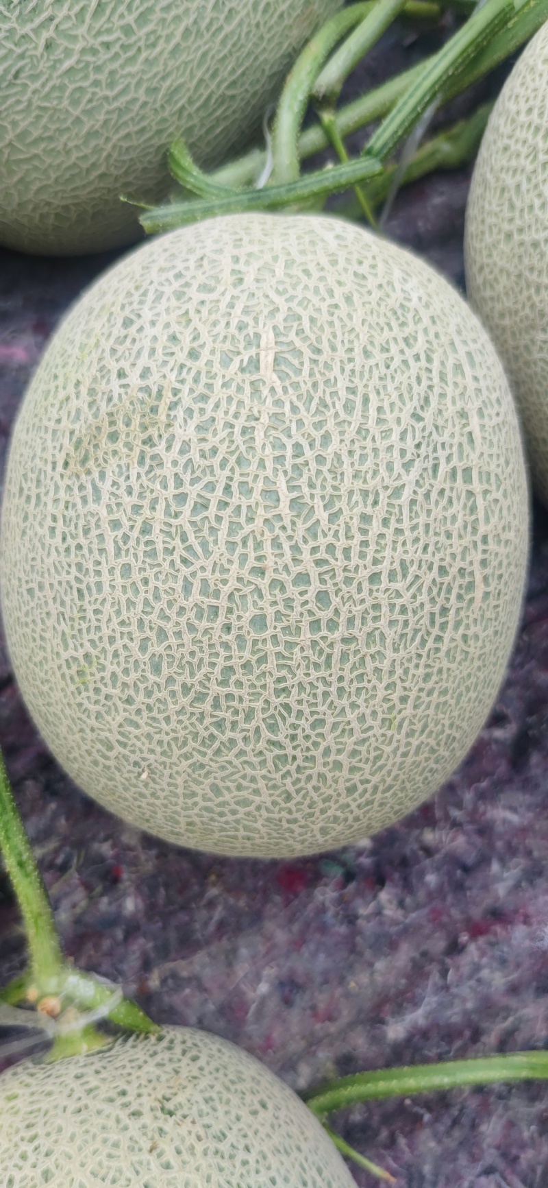 网纹瓜