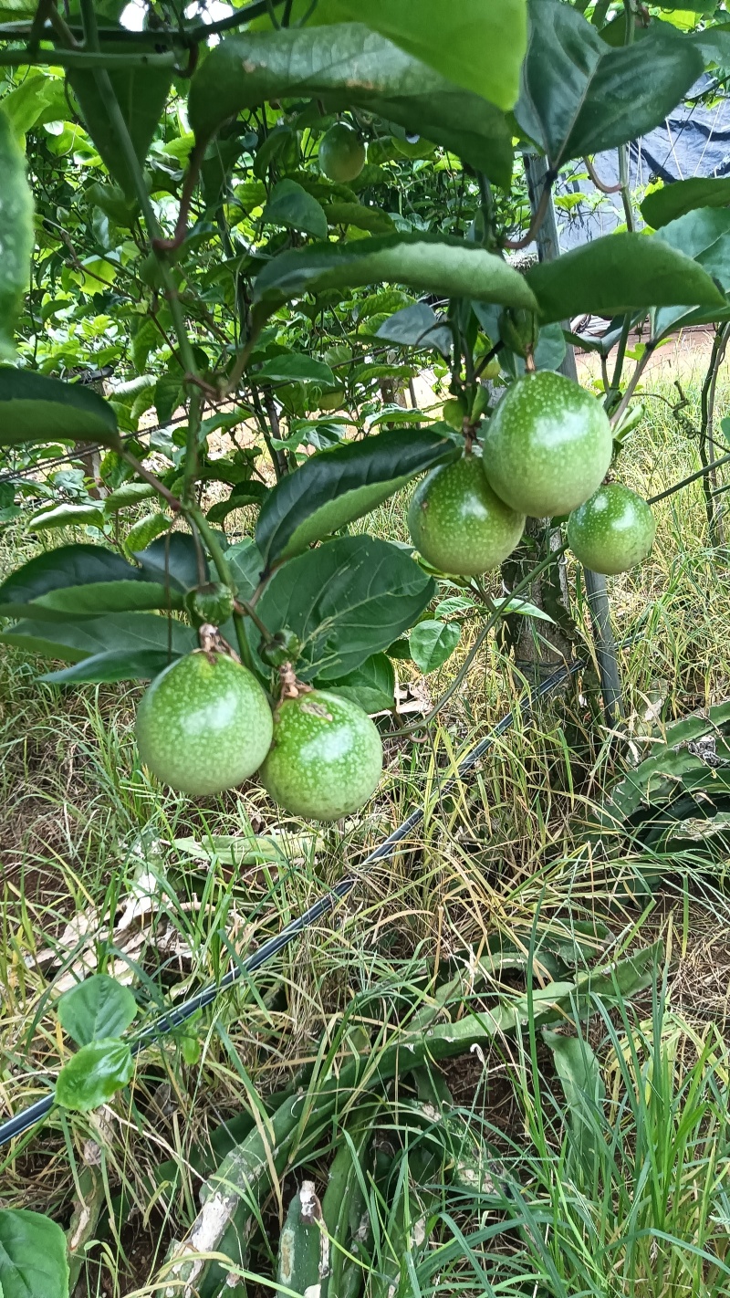 广东省湛江市硇洲岛百香果