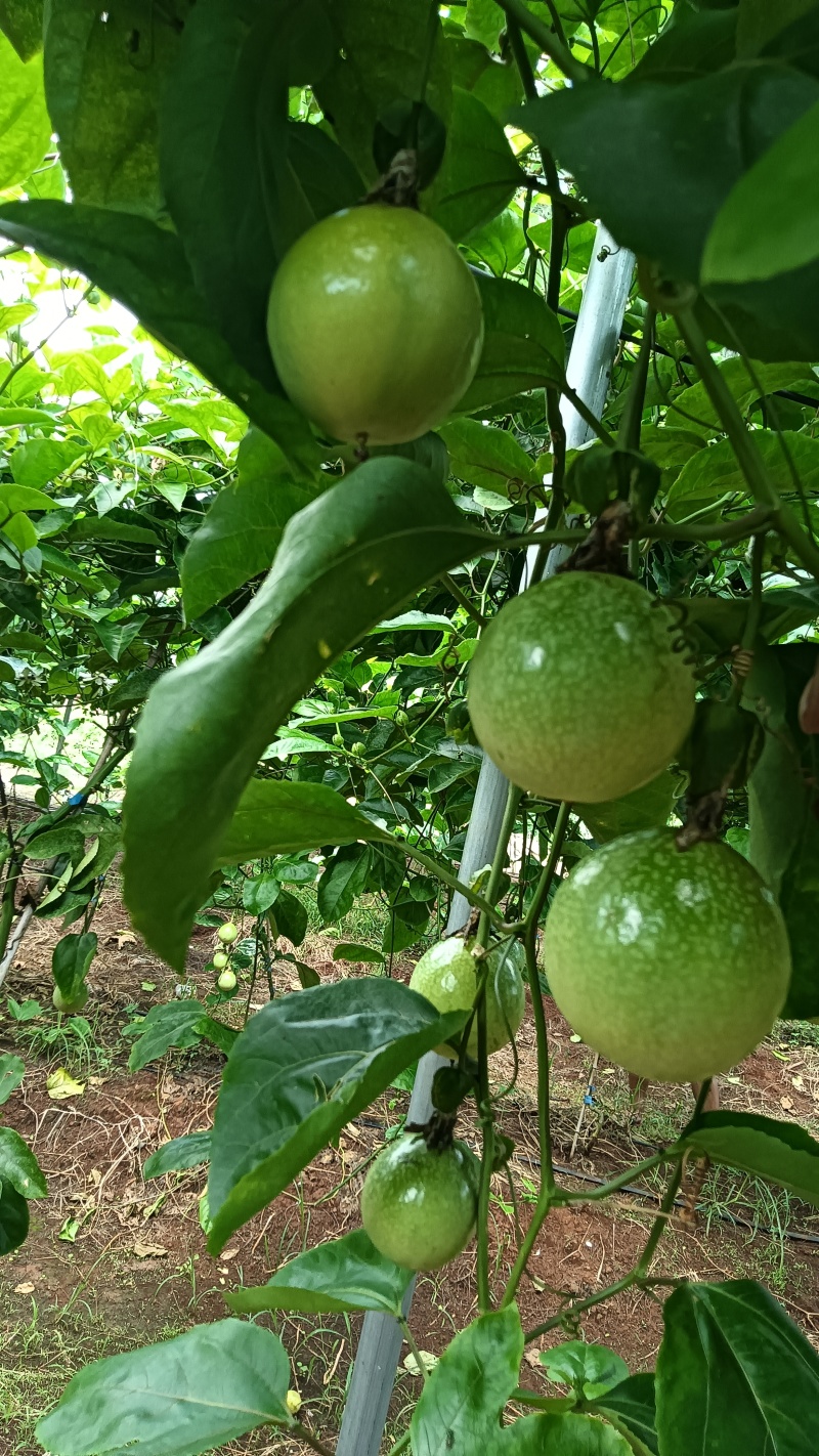 广东省湛江市硇洲岛百香果