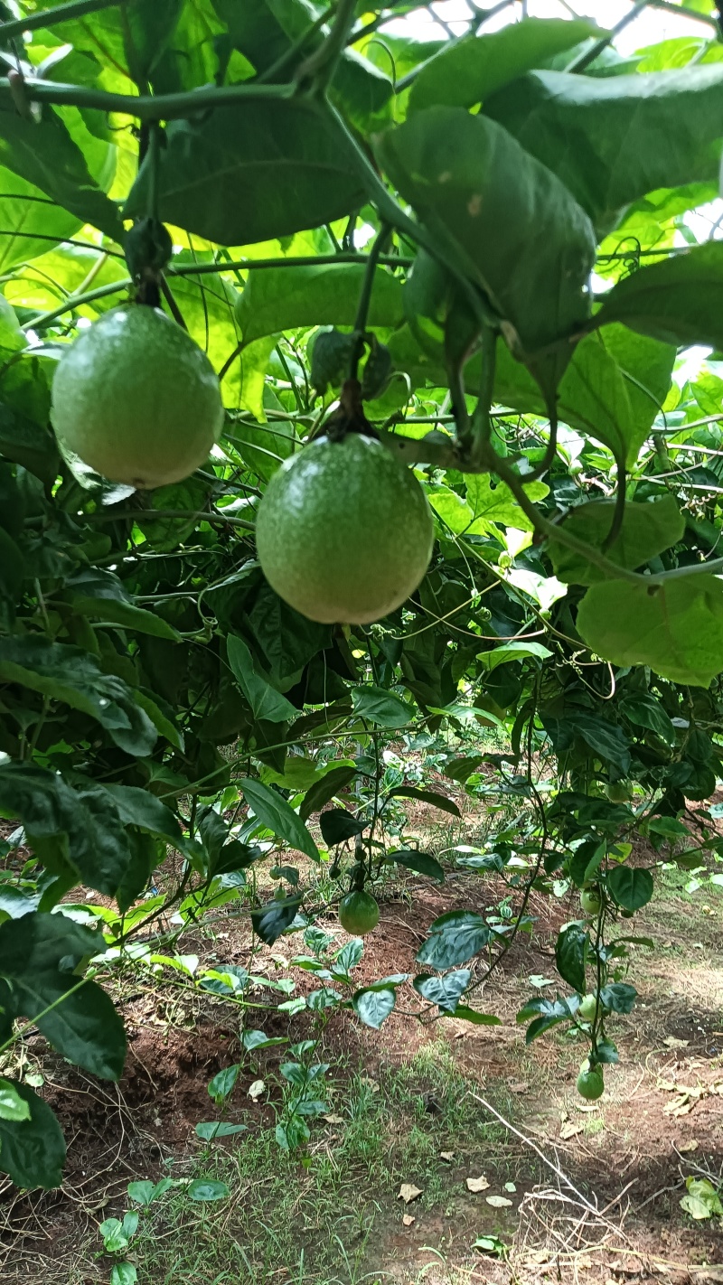 广东省湛江市硇洲岛百香果