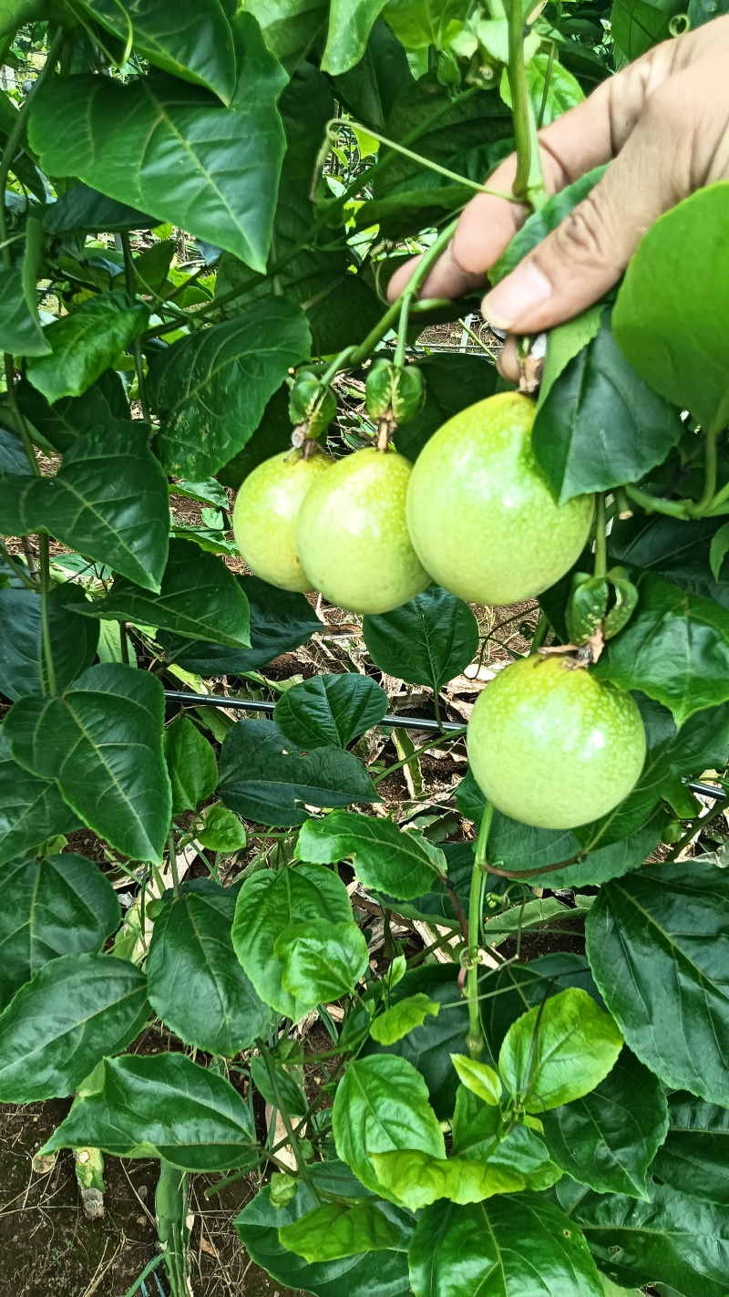 广东省湛江市硇洲岛百香果