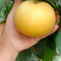 河南南阳秋月梨