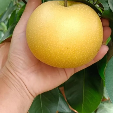 河南南阳秋月梨