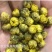 湖北福白菊