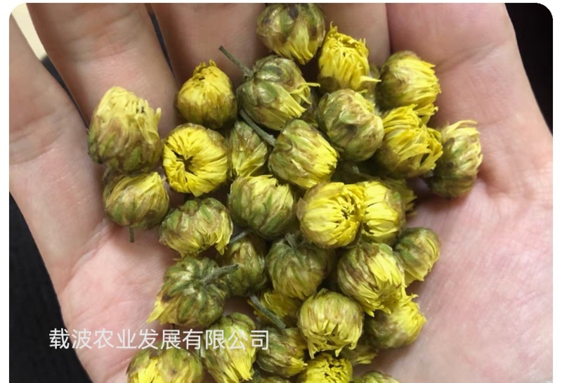 湖北福白菊