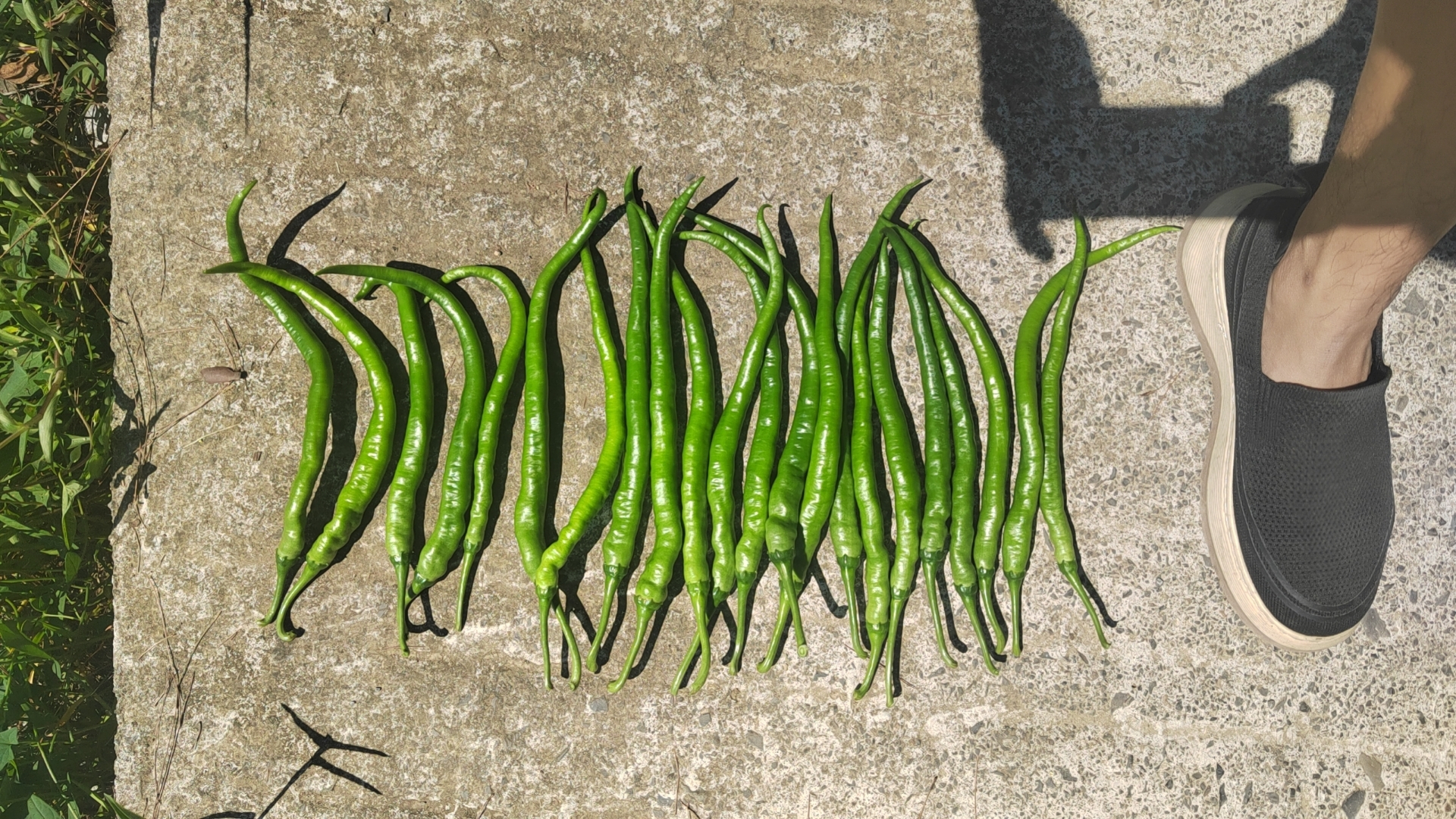 展示泡椒制作所使用的辣椒原料,颜色偏绿或黄绿 泡椒制作原料展示