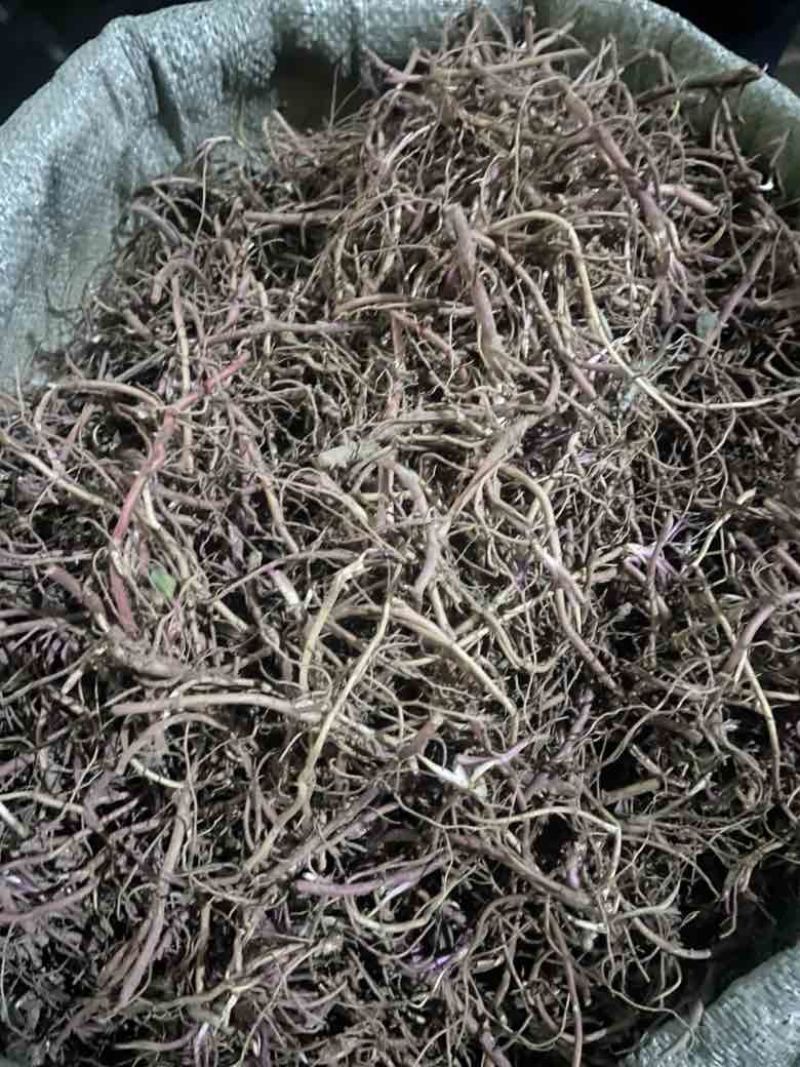 紫苑种芽包成活率提供技术指导可送货上门全国发货