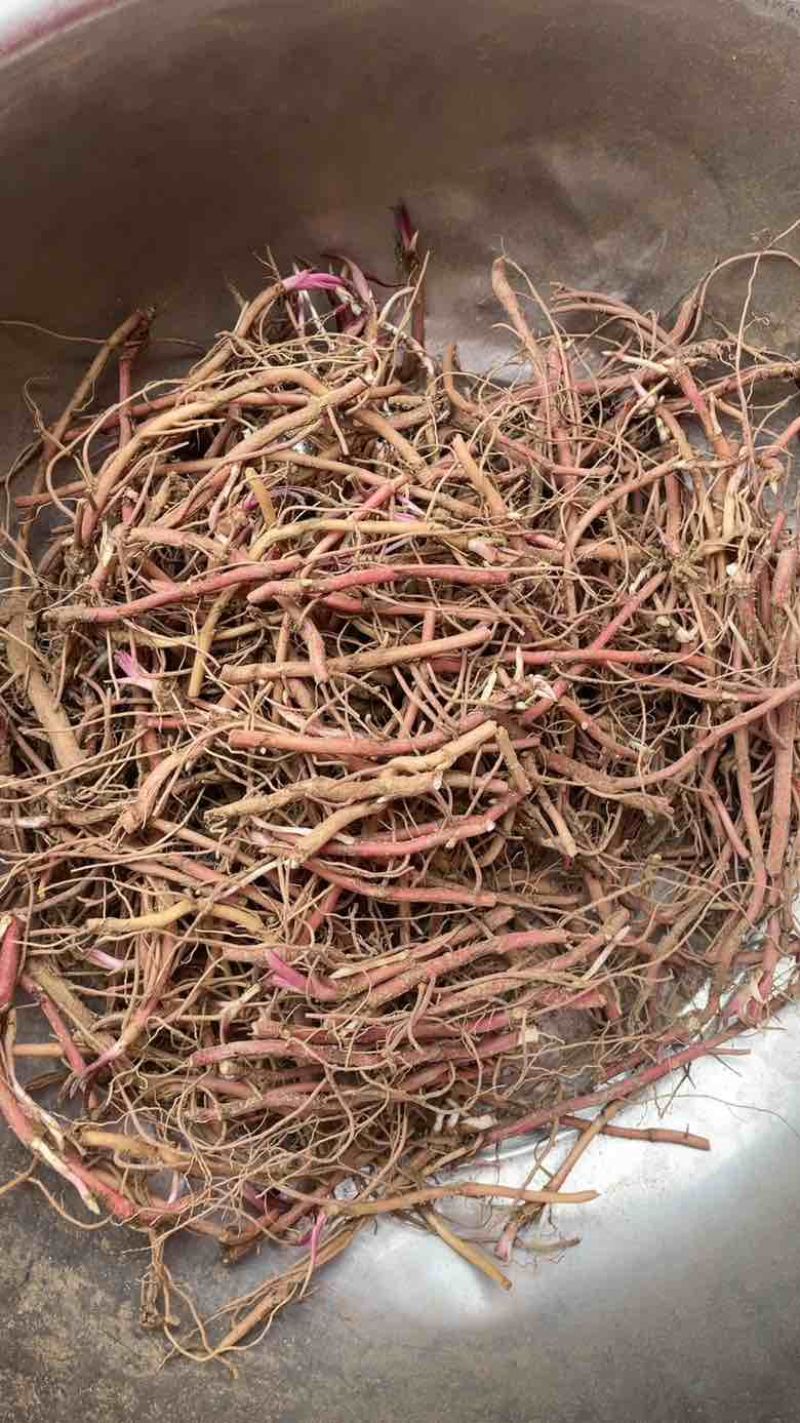 紫苑种芽包成活率提供技术指导可送货上门全国发货