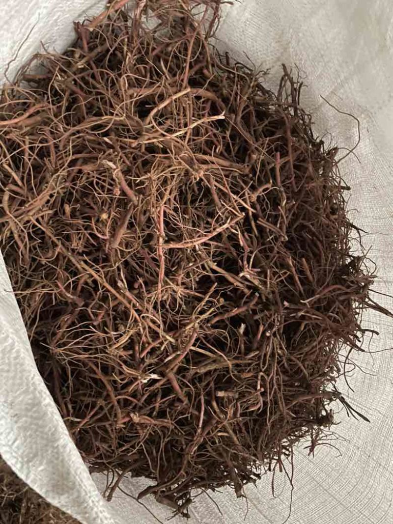 紫苑种芽包成活率提供技术指导可送货上门全国发货