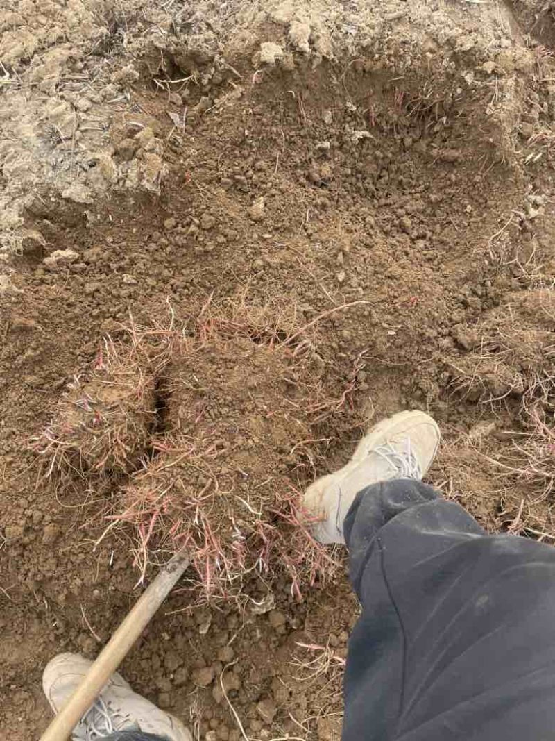 紫苑种芽包成活率提供技术指导可送货上门全国发货