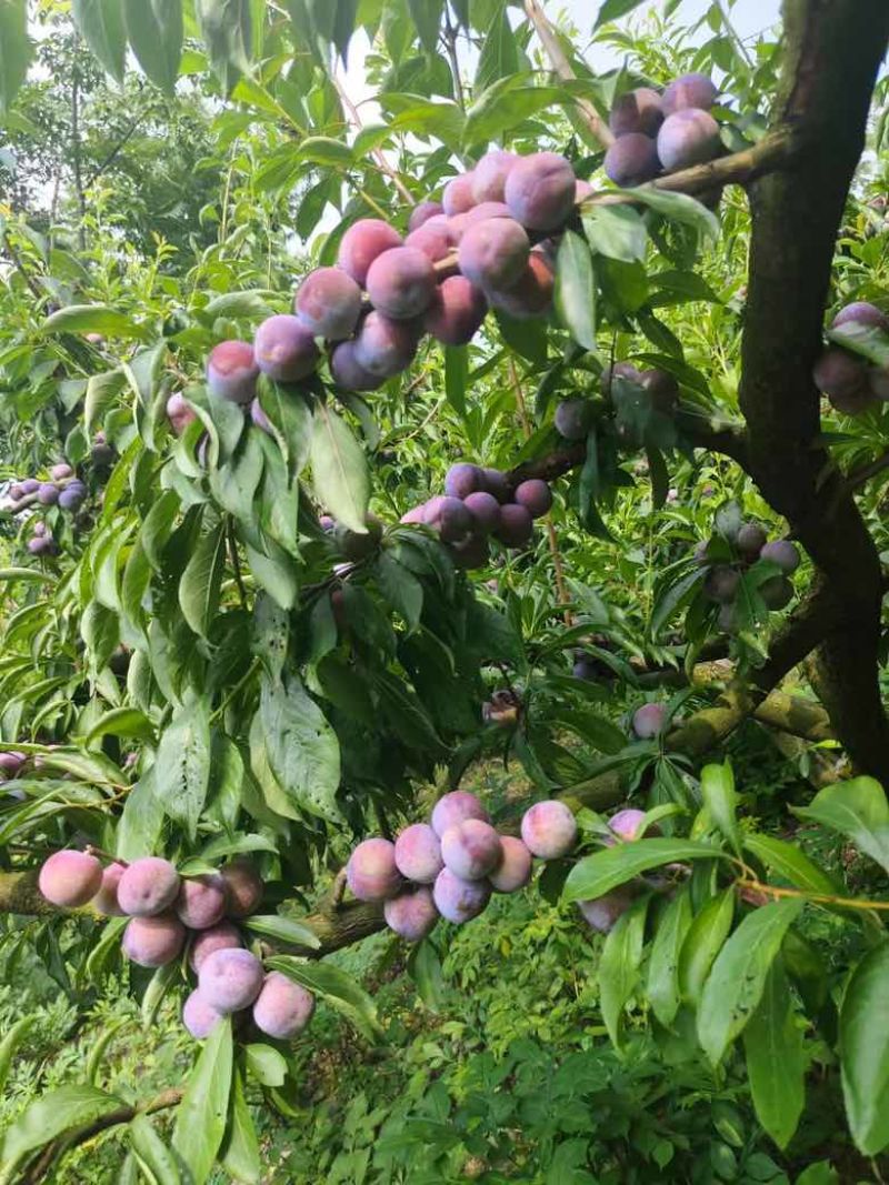 阿坝州茂汶红脆李开始上市了，需要订购直接来电