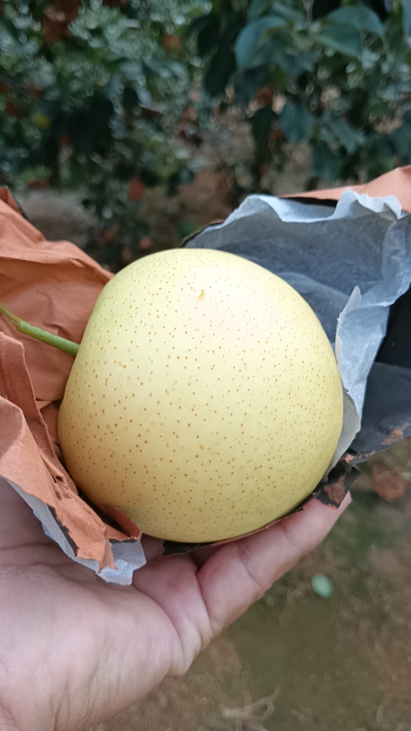 皇冠梨