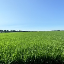 东北，北大荒水稻原粮