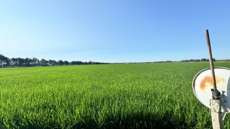 东北，北大荒水稻原粮