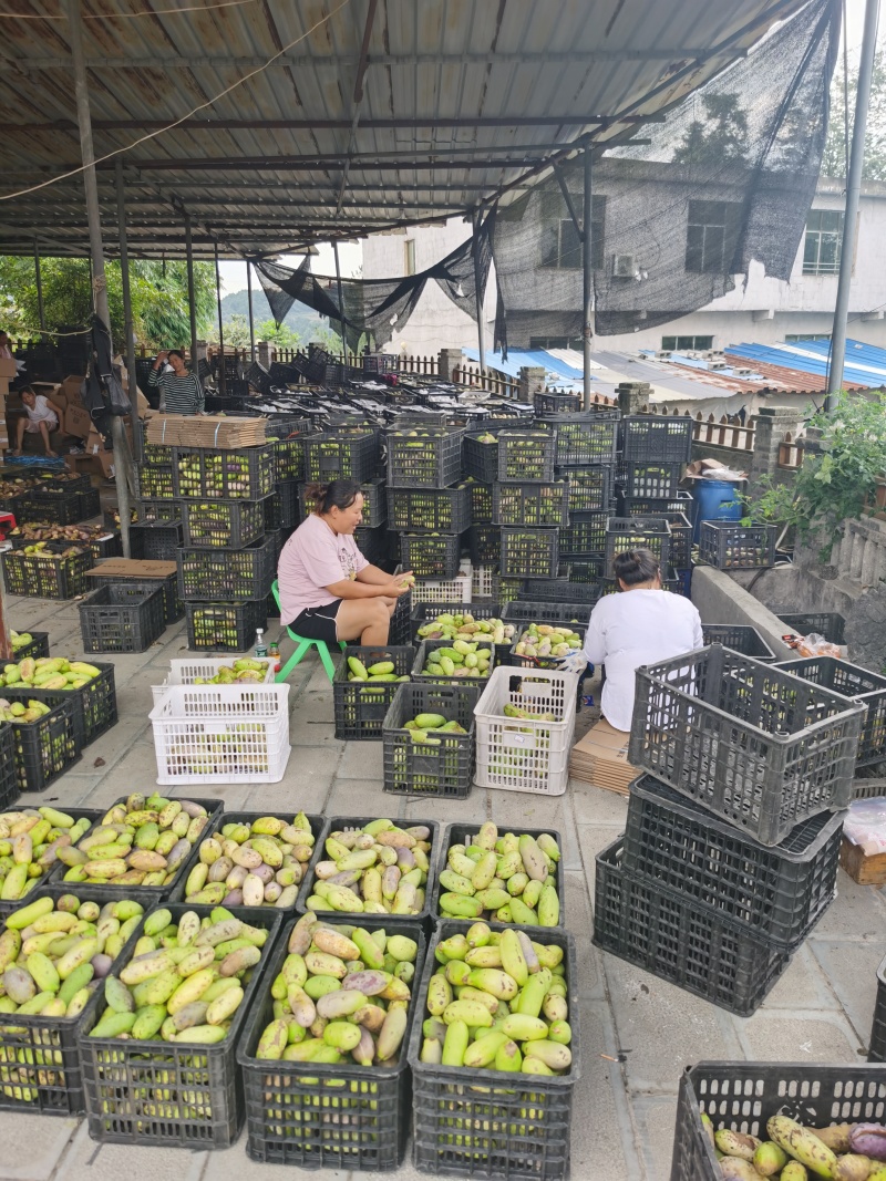 八月瓜，八月炸600亩大基地，货好，质量棒棒的