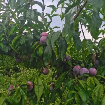 自家种植脆红李已成熟，欢迎老板咨询订购！