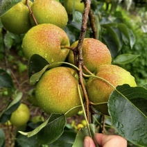 梨