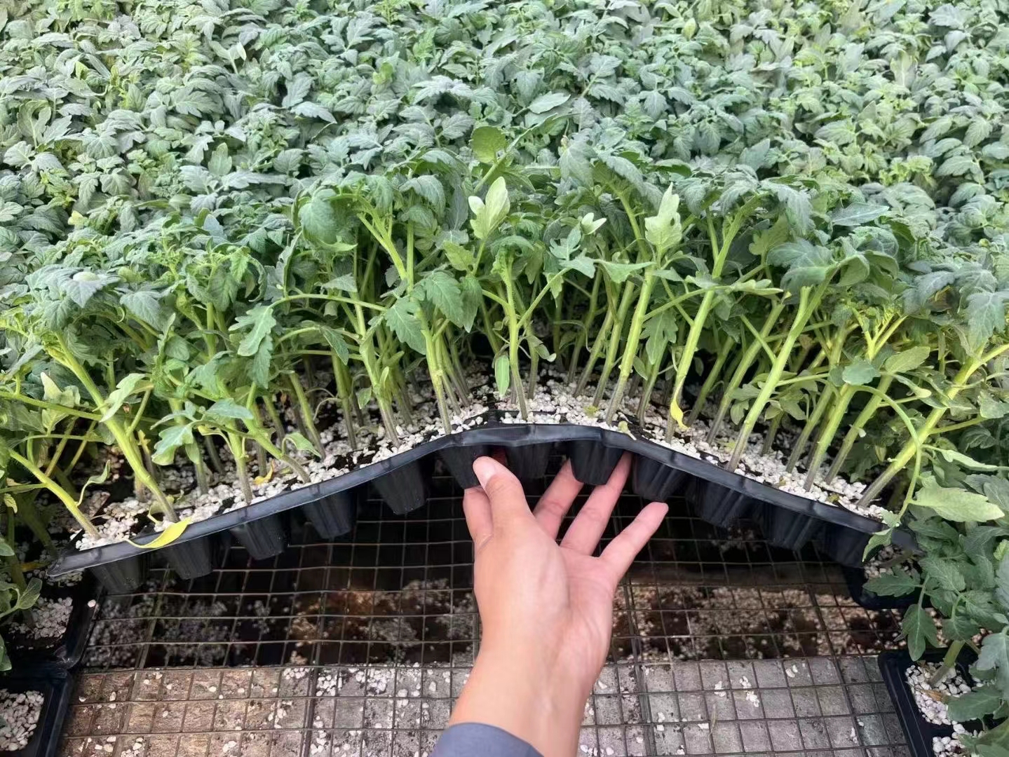 青茄在阳光下的田园风光