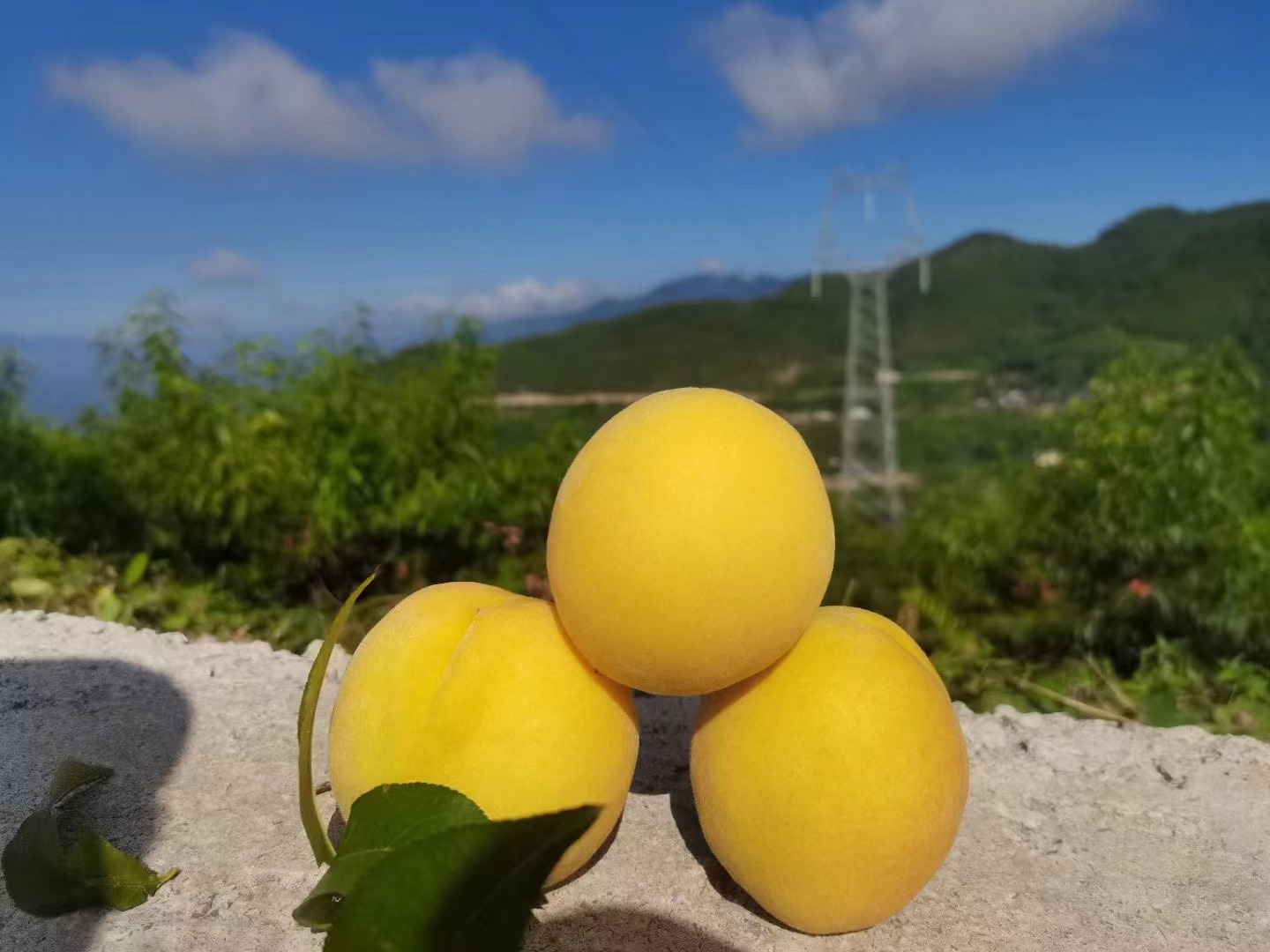 图片说明:画面左侧是一颗饱满多汁的桃子,右侧是一个色泽金黄的杏子,两者形成鲜明对比,突显出桃与杏在外观和质感上的不同 杏与桃对比图