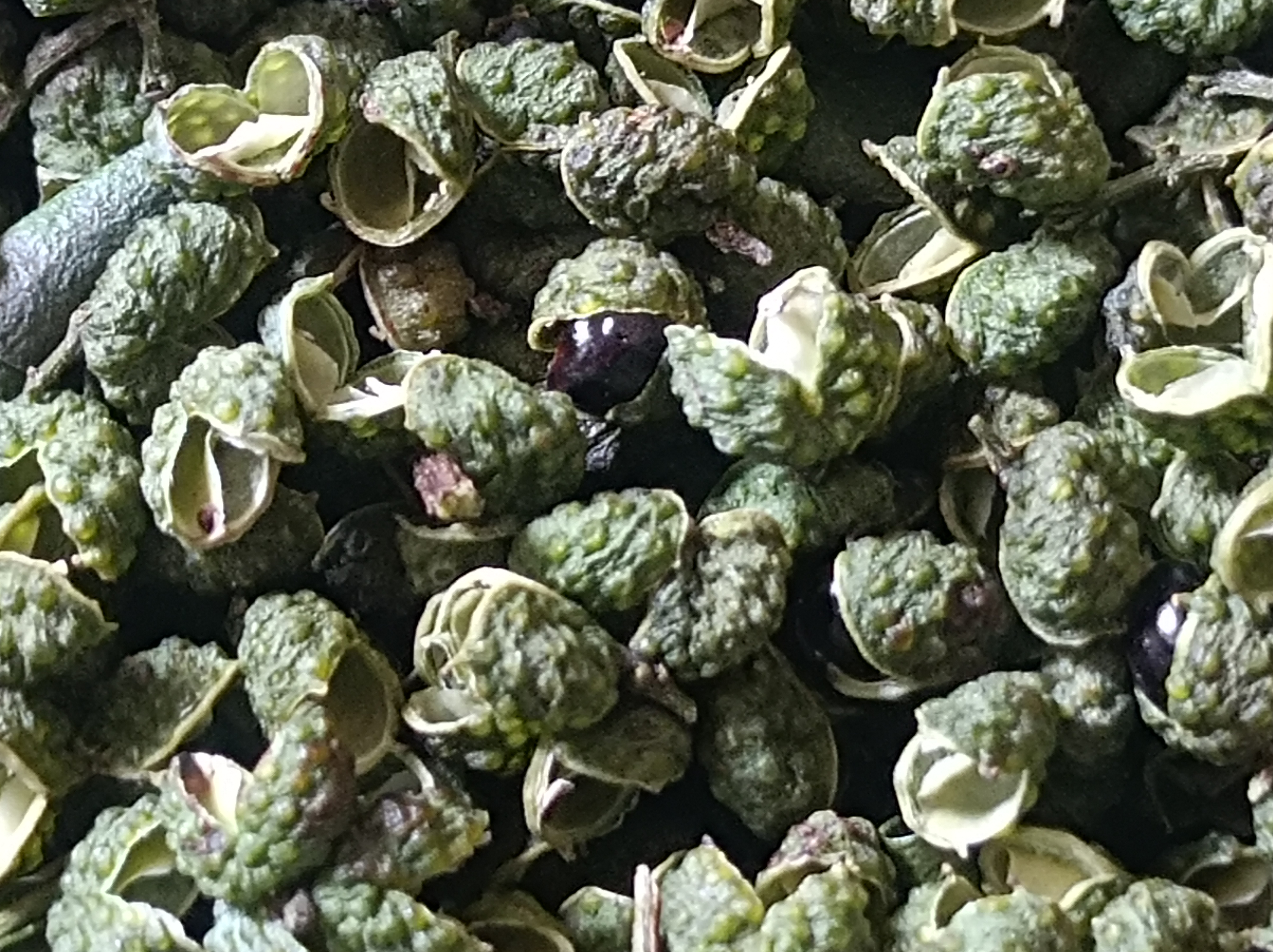 展示花椒在锅中热炒后籽分离的过程 花椒热炒去籽示意图