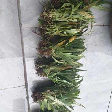 化石草（肾精草）