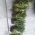 化石草（肾精草）