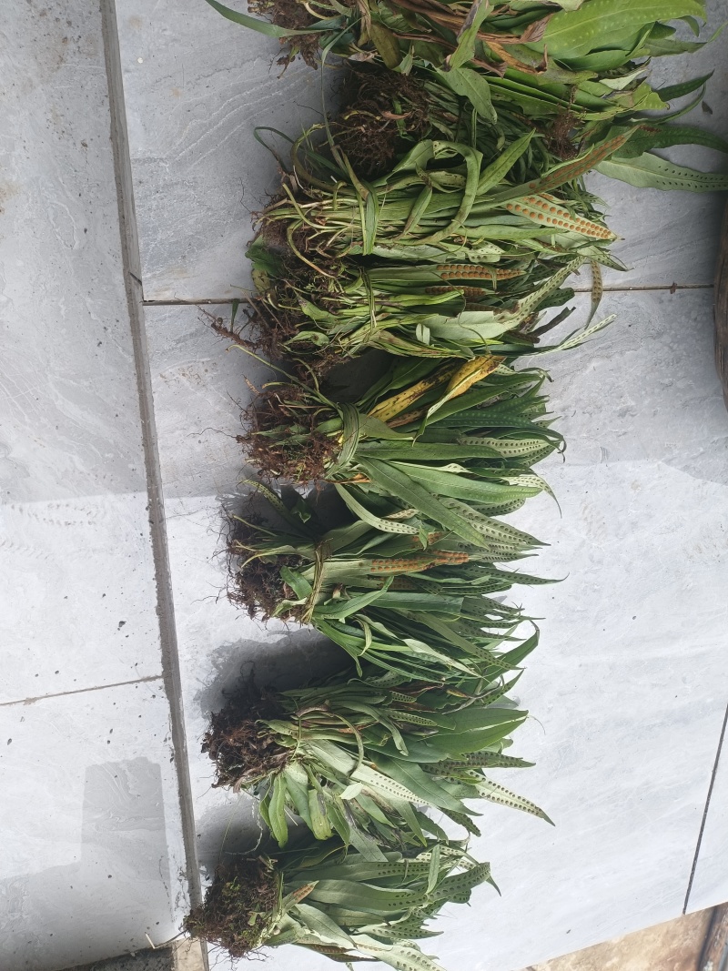 化石草（肾精草）