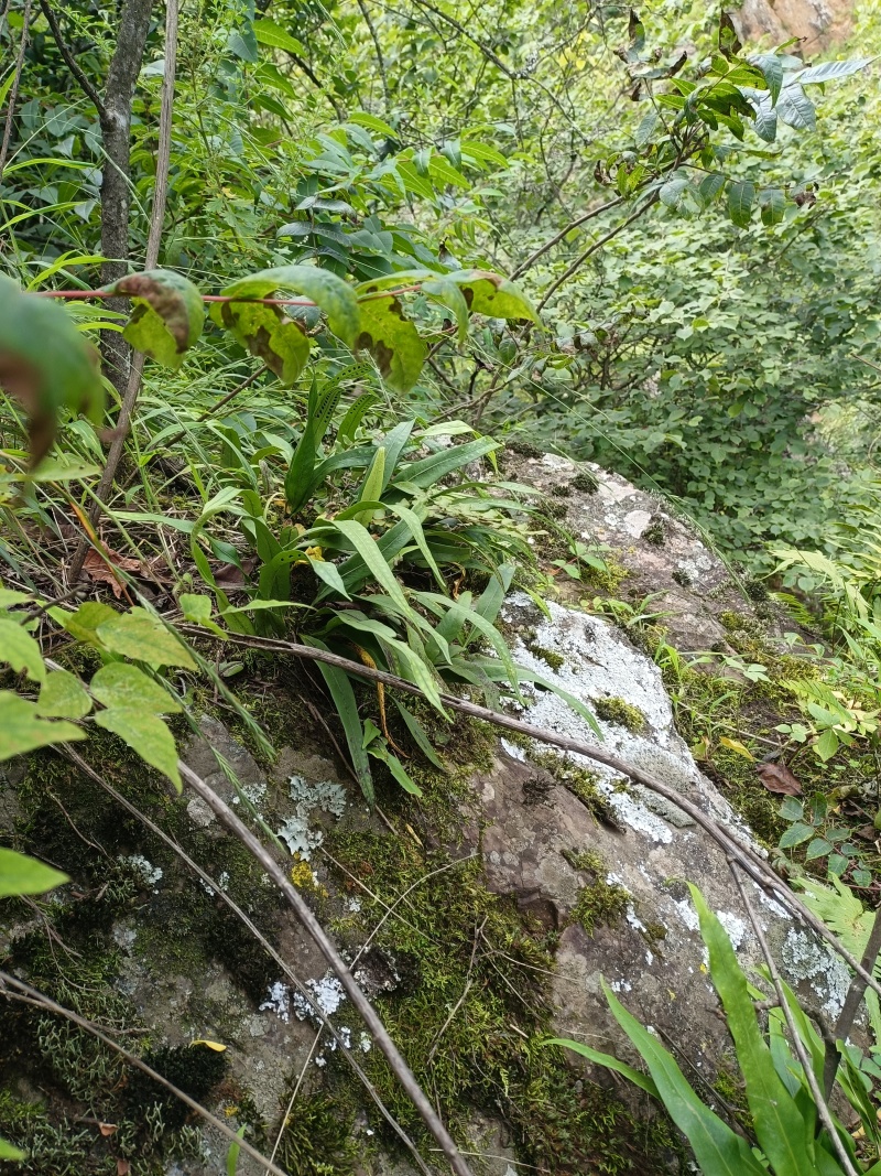 化石草（肾精草）