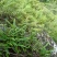 化石草（肾精草）